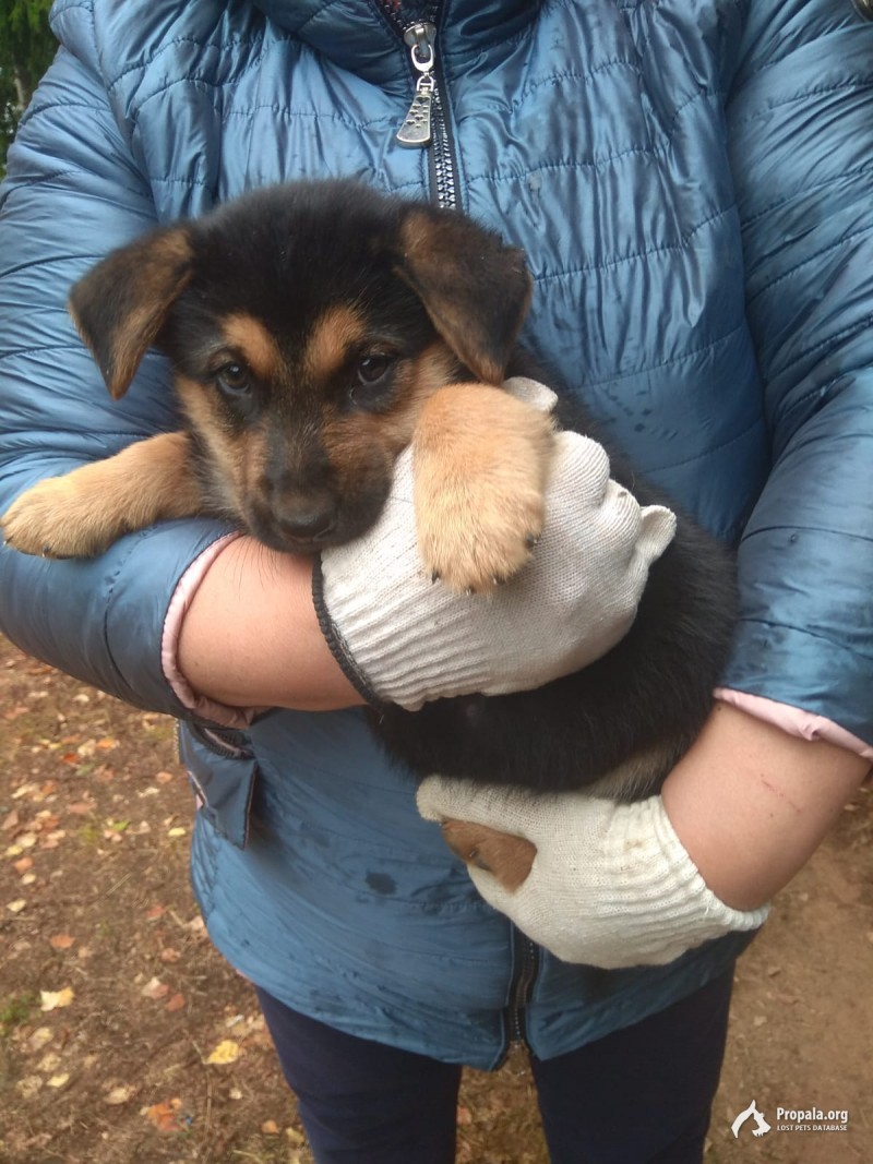 Ищем дом для прекрасного щенка!