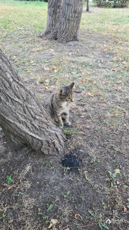 Видела домашнюю кошку