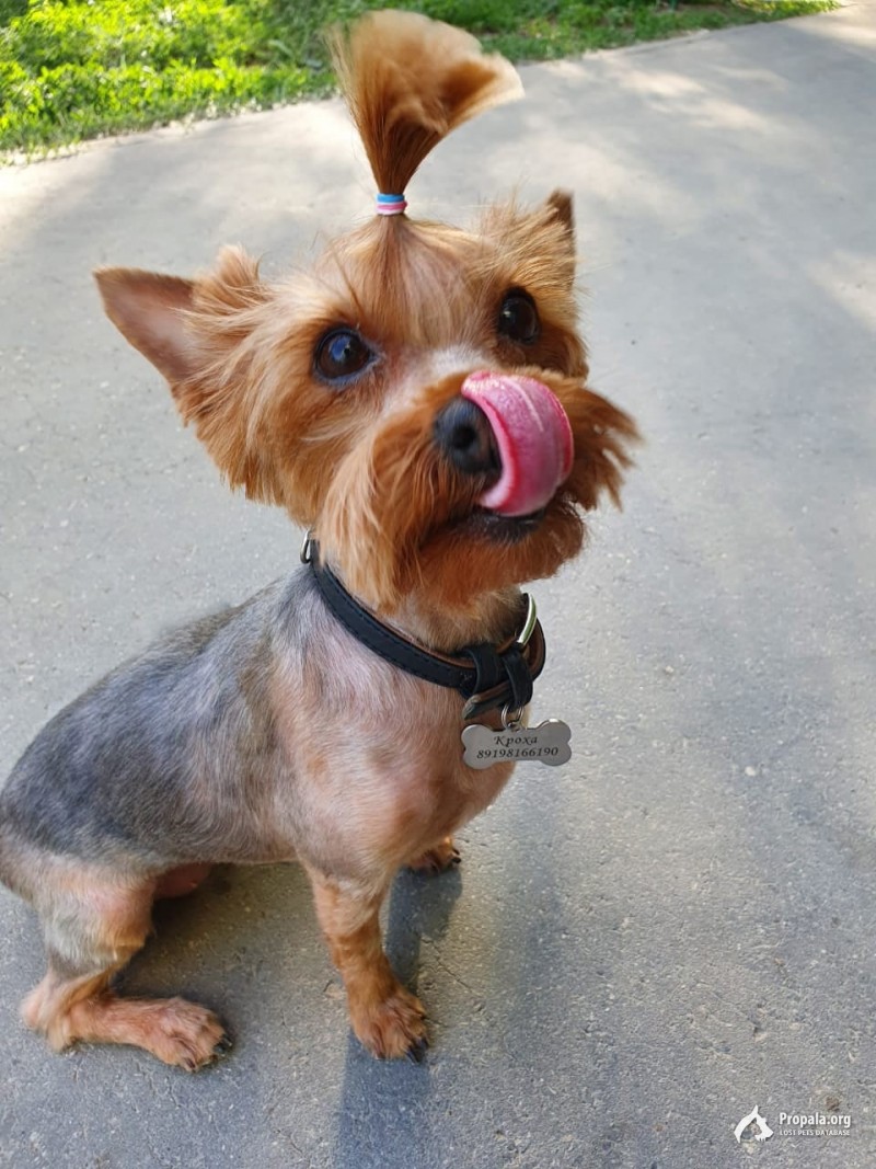 Потерялась собака породы - йоркширский терьер