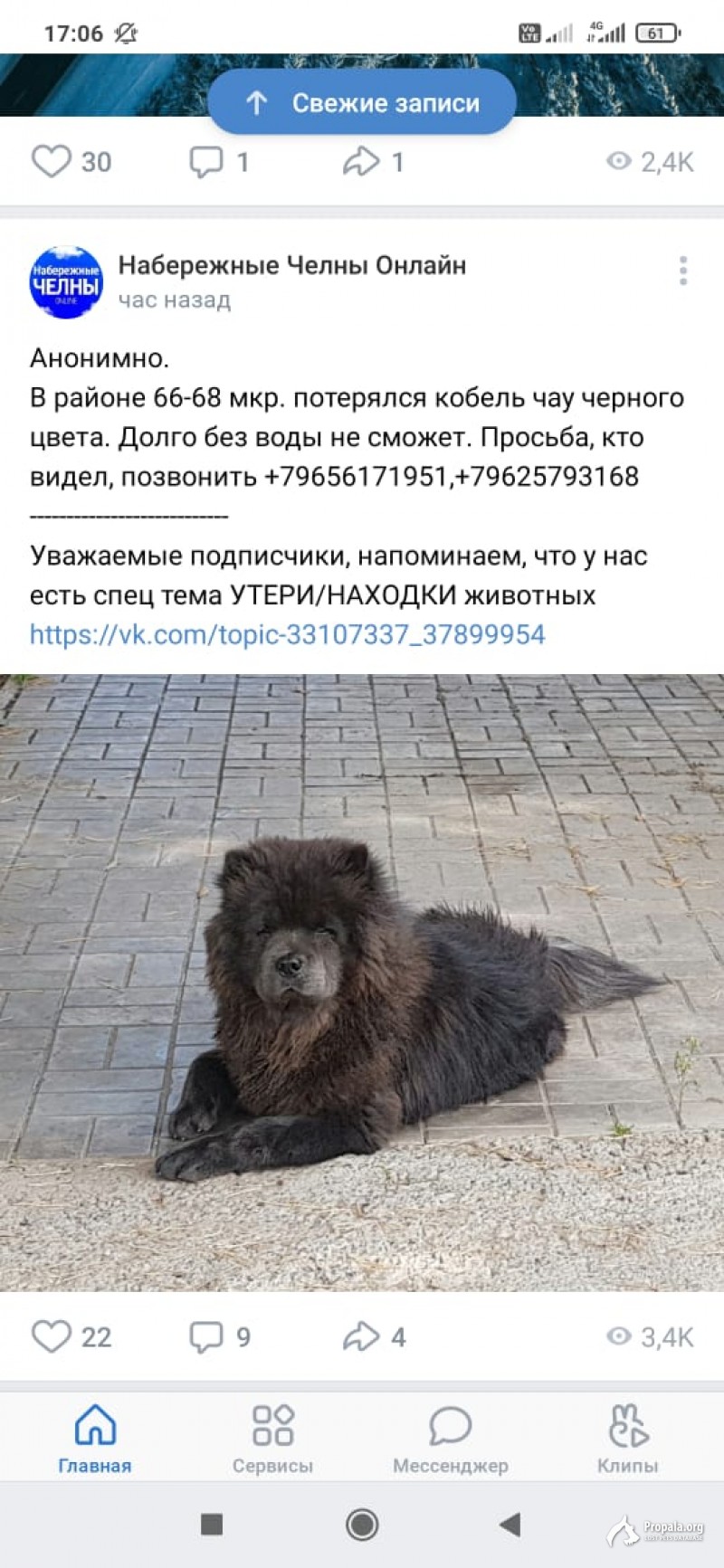 Помогите найти собаку