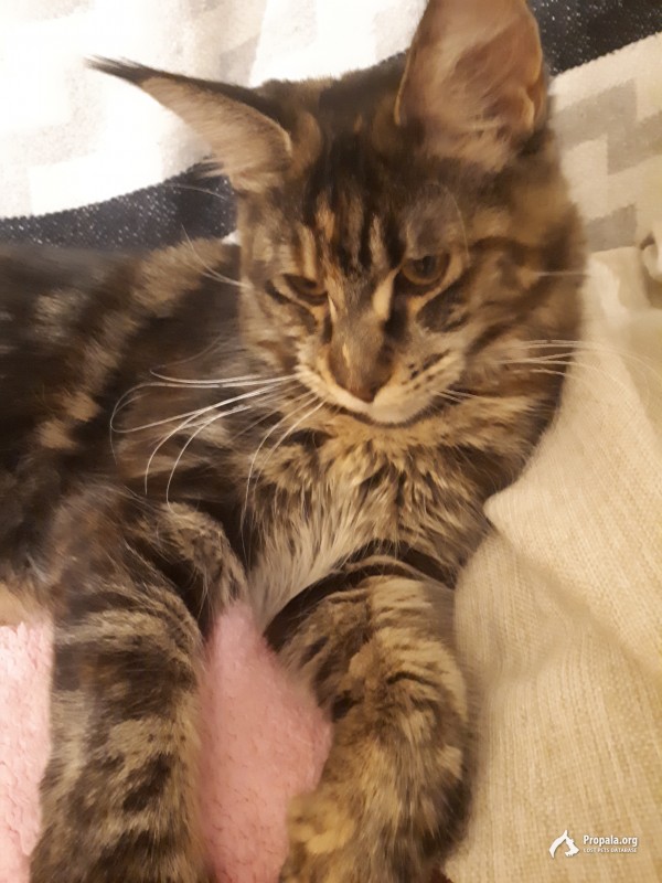 Пропала кошка (котенок)