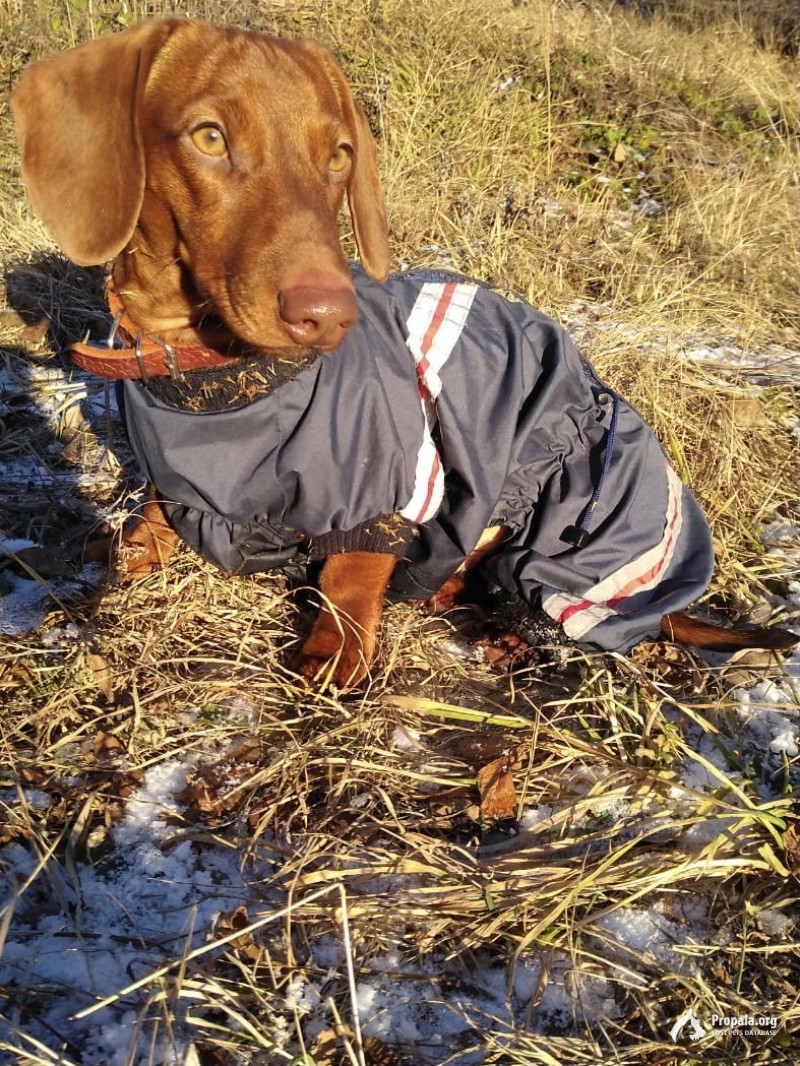 Пропала рыжая такса в районе магазина Лента в Кальном