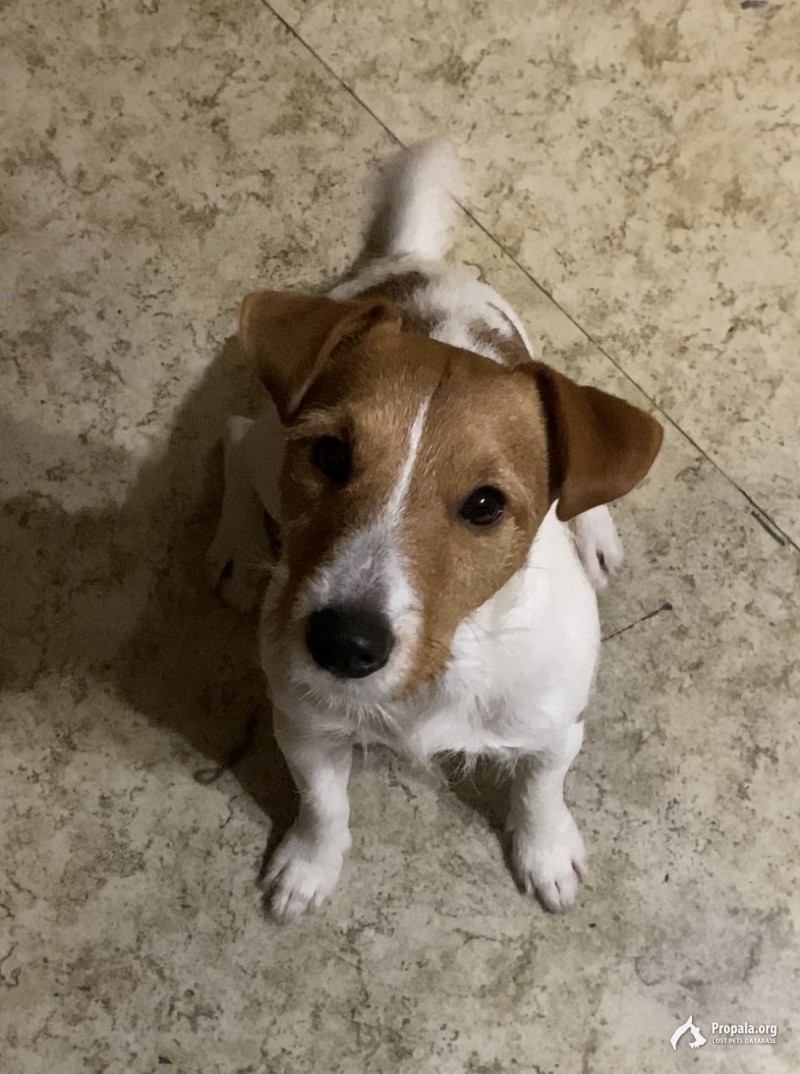 Убежала собака