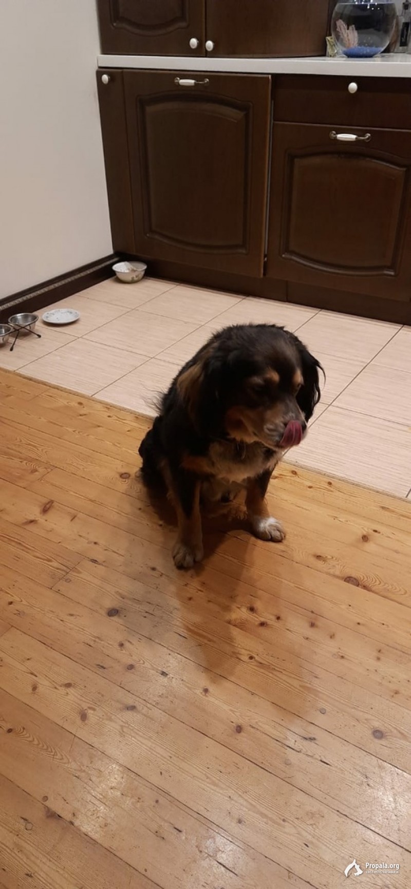 Пропала собака в Заельцовском районе, прошу помогите!