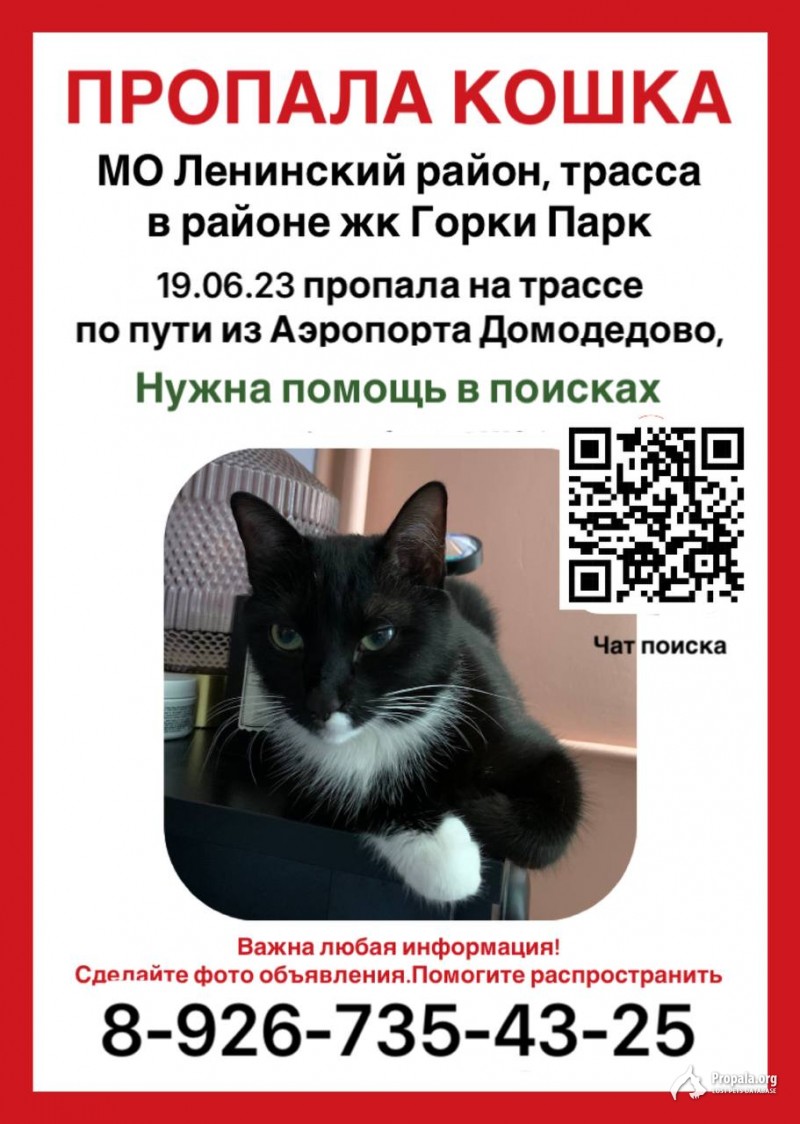 Потерялась кошка, вознаграждение 10000