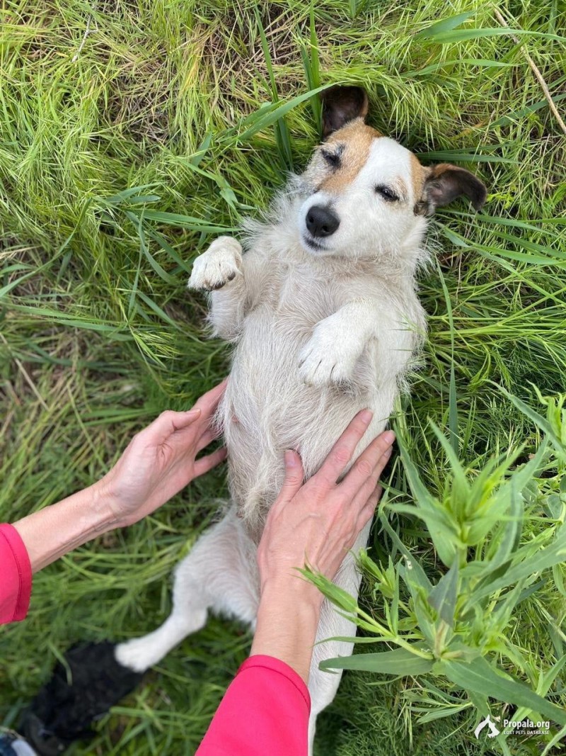 Нашлась собака породы Джек Рассел Терьер, девочка