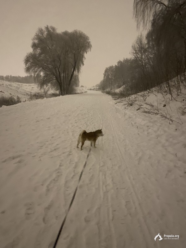 Потерялся Сиба Ину в районе крылатских холмов