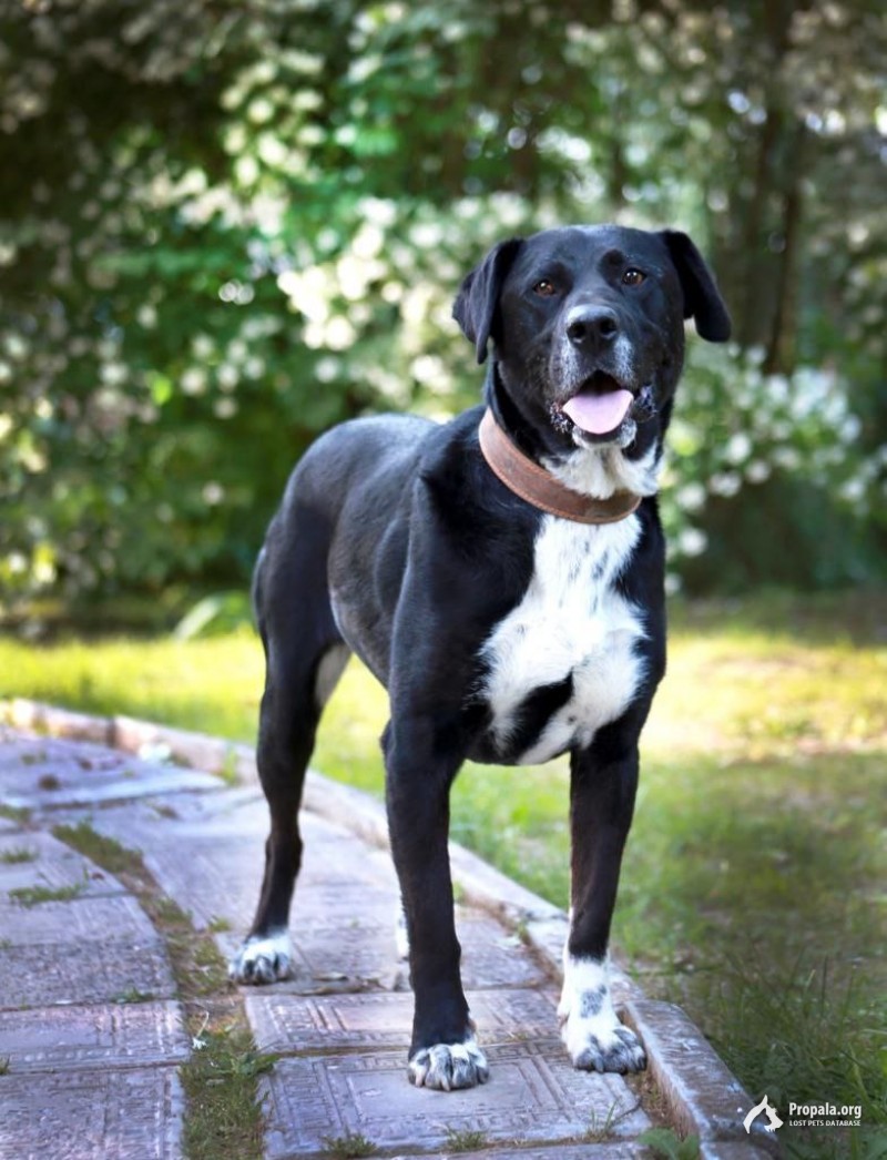 Метис американского стаффордширского терьера Ляля