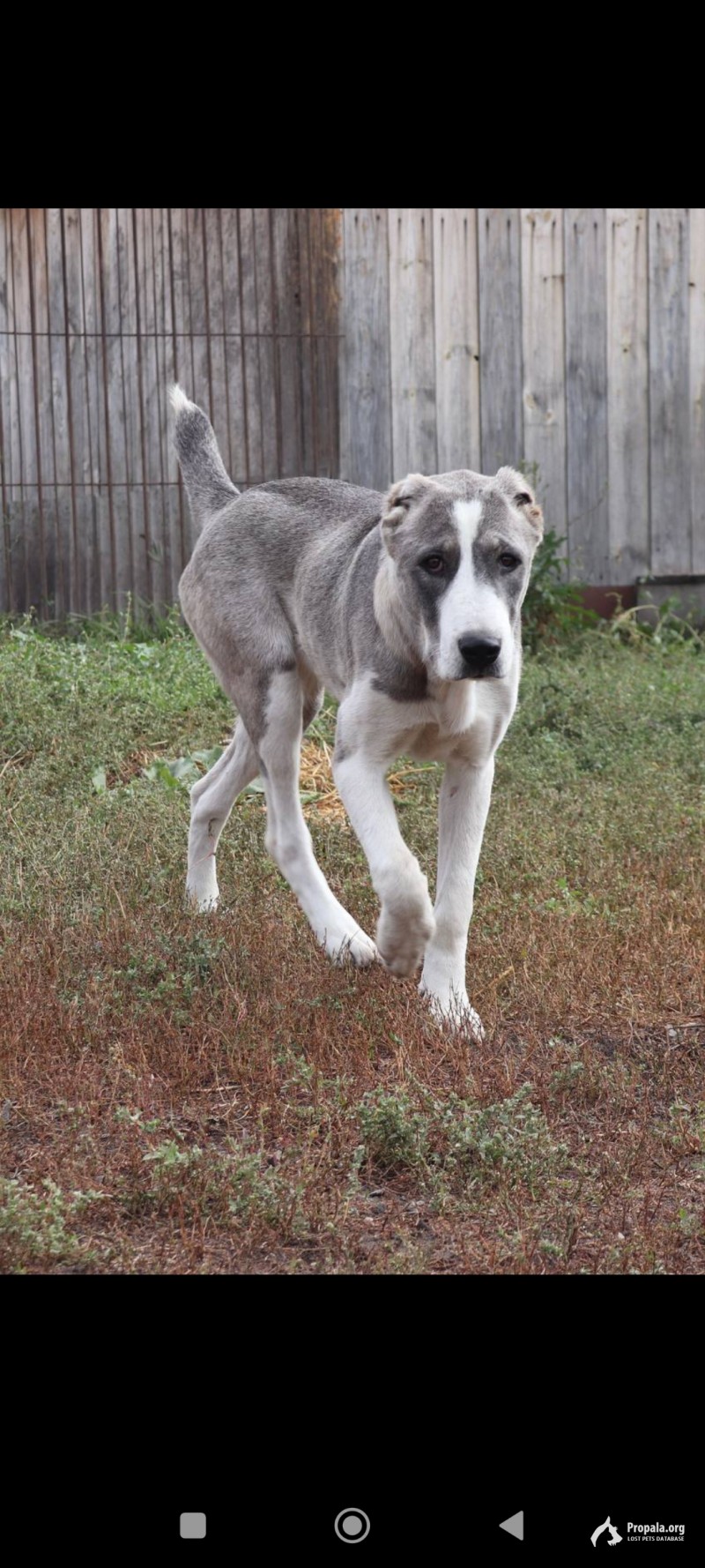 Пропал щенок!