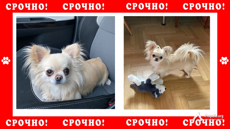 Пропала собака Чихуахуа в Солнечногорском р-не