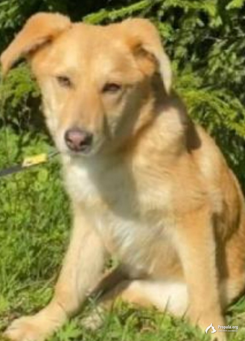 Пропала собака в Нижнем Новгороде