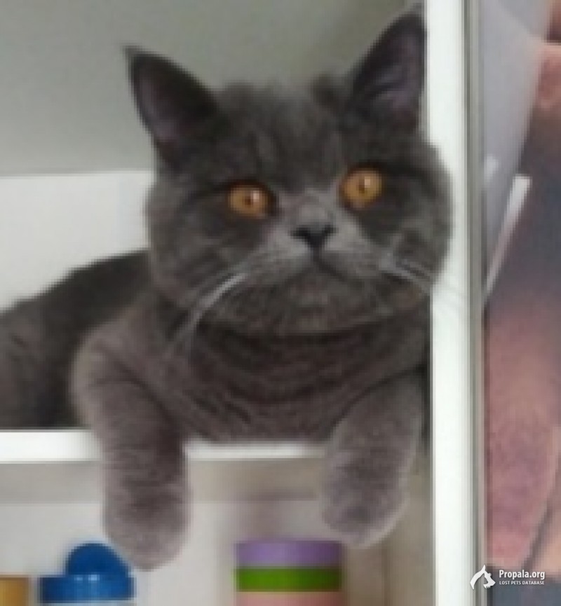 Пропал кот!!!