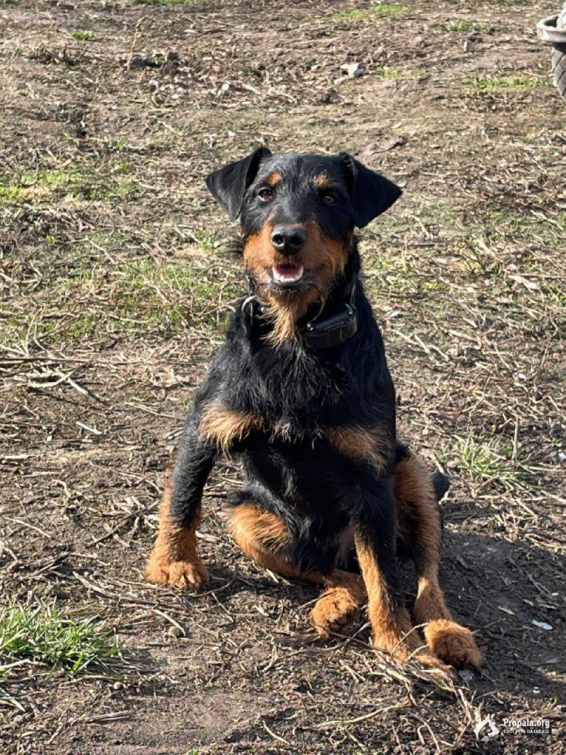 СРОЧНО!!!! ПРОПАЛА СОБАКА