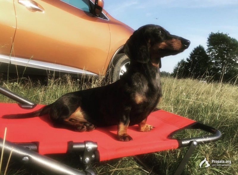 Украли собаку