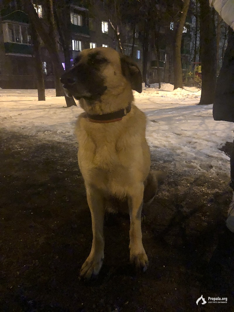 м. Динамо 31 декабря найдена собака