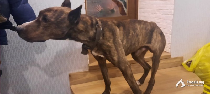 Найдена собака