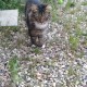Найдена кошка/кот поселок Некрасовский (Катуар)