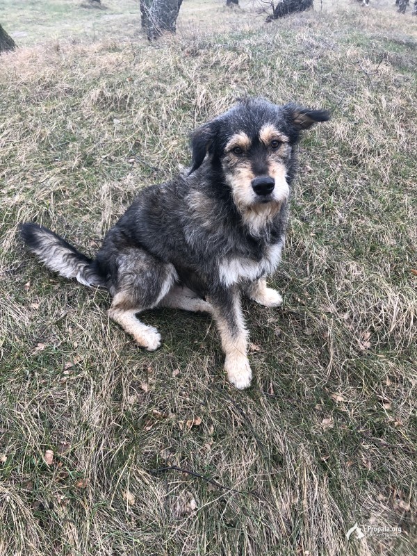 Помогите найти собаку