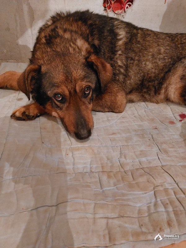 Спасён пёс из р.Волги г.Кимры