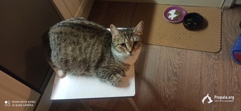 Полосатая кошка улица Чайковского