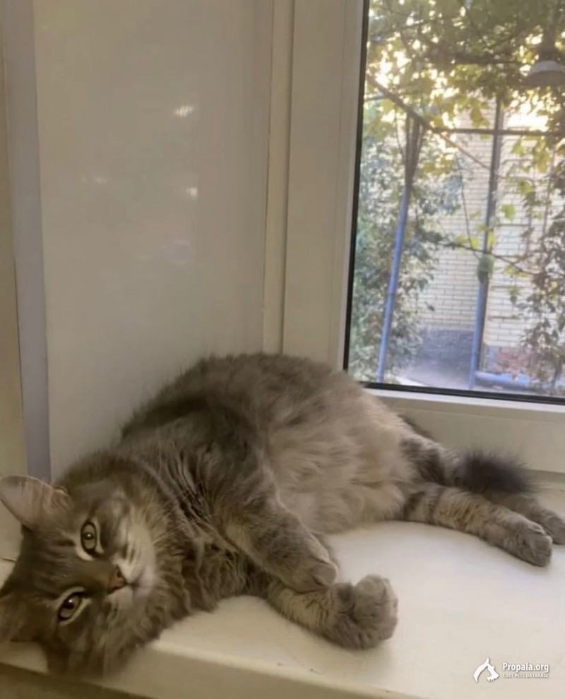 Отдам кошечек в добрые руки