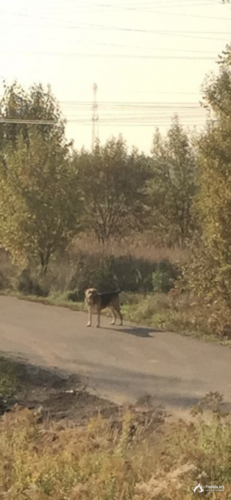 Найдены две собаки