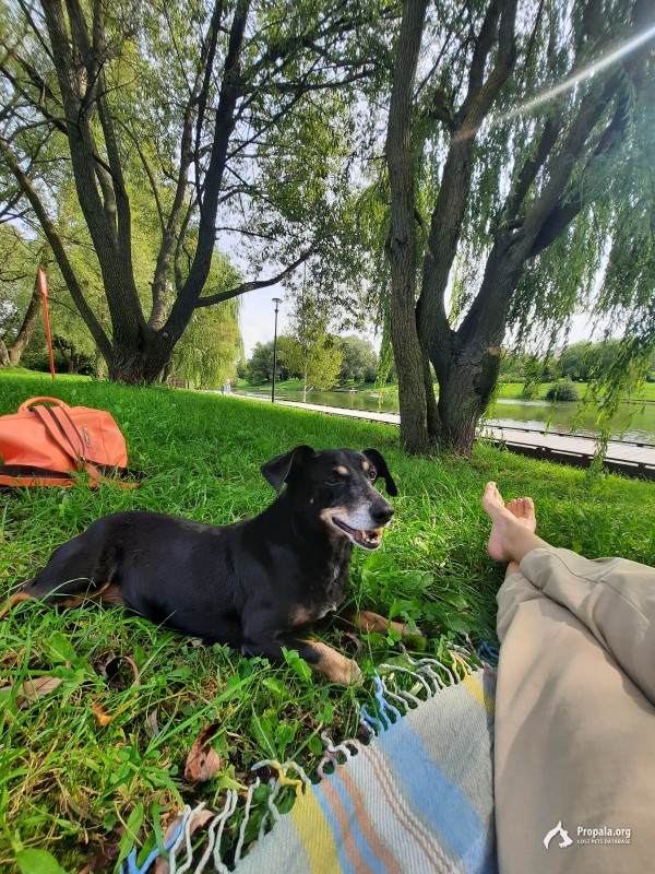 Пропала собака