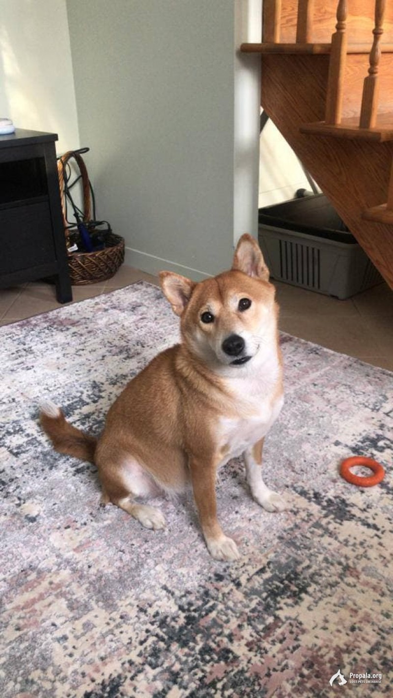 Пропала Сиба-Ину