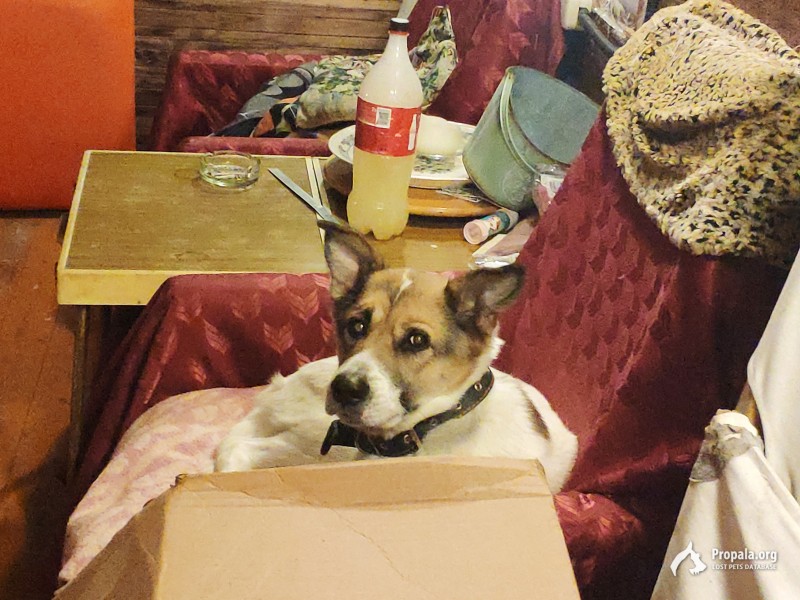 Найдена собака 11.12.21 чехов чеховский городской округ