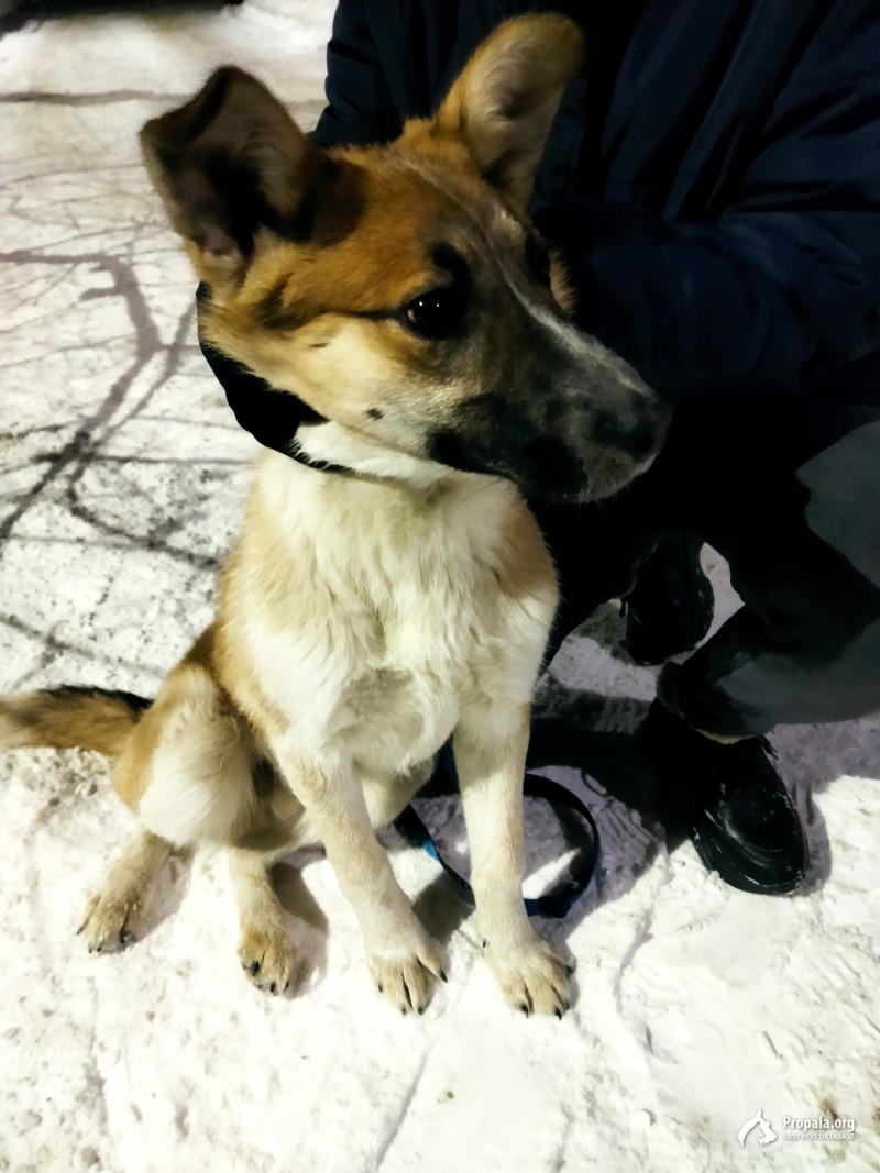 Найдена собака вблизи 25 школы