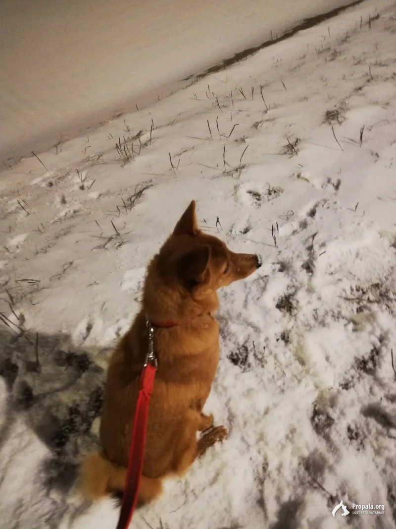 Пропала собака