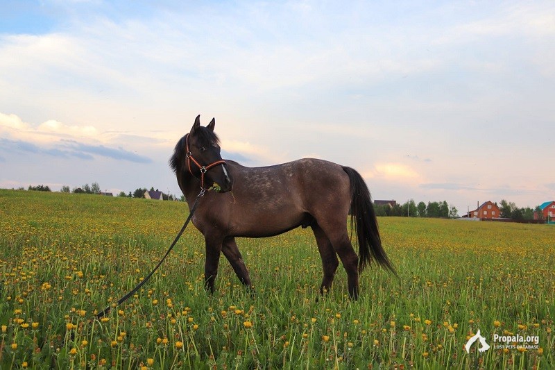 Пропал конь, убежал из конюшни, прошу помощи в поисках