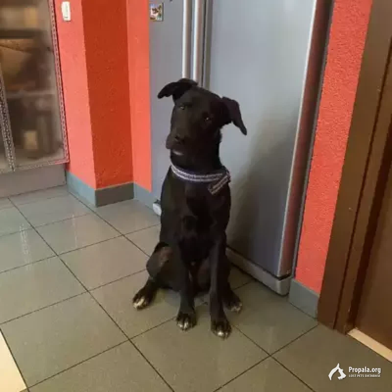 Найдена собака