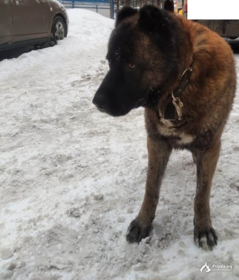 во дворе появилась большая собака, ухоженная, красивая