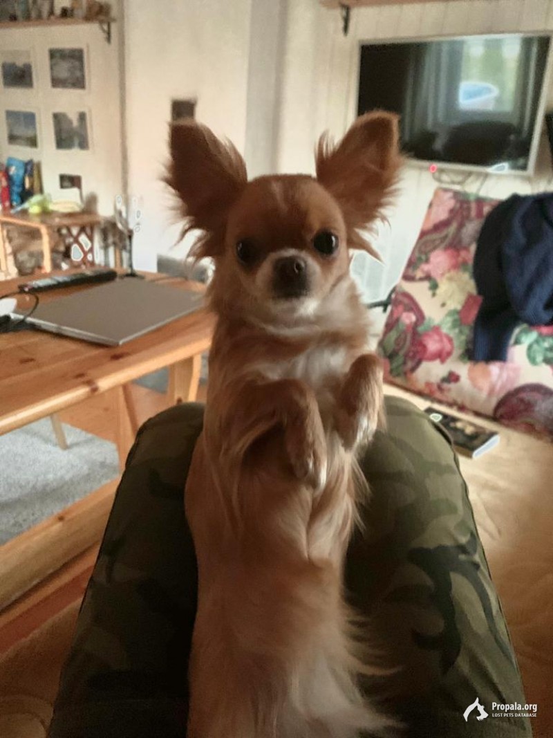 Пропала рыжая чихуа