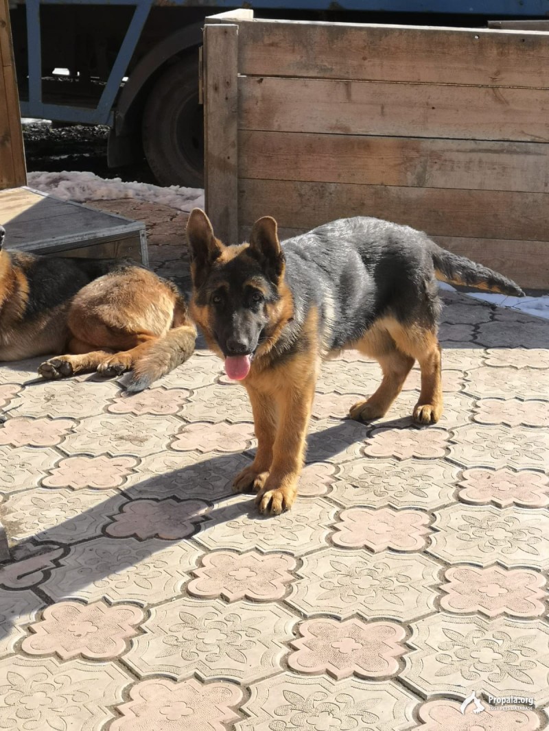 Потерялся щенок немецкой овчарки девочка.