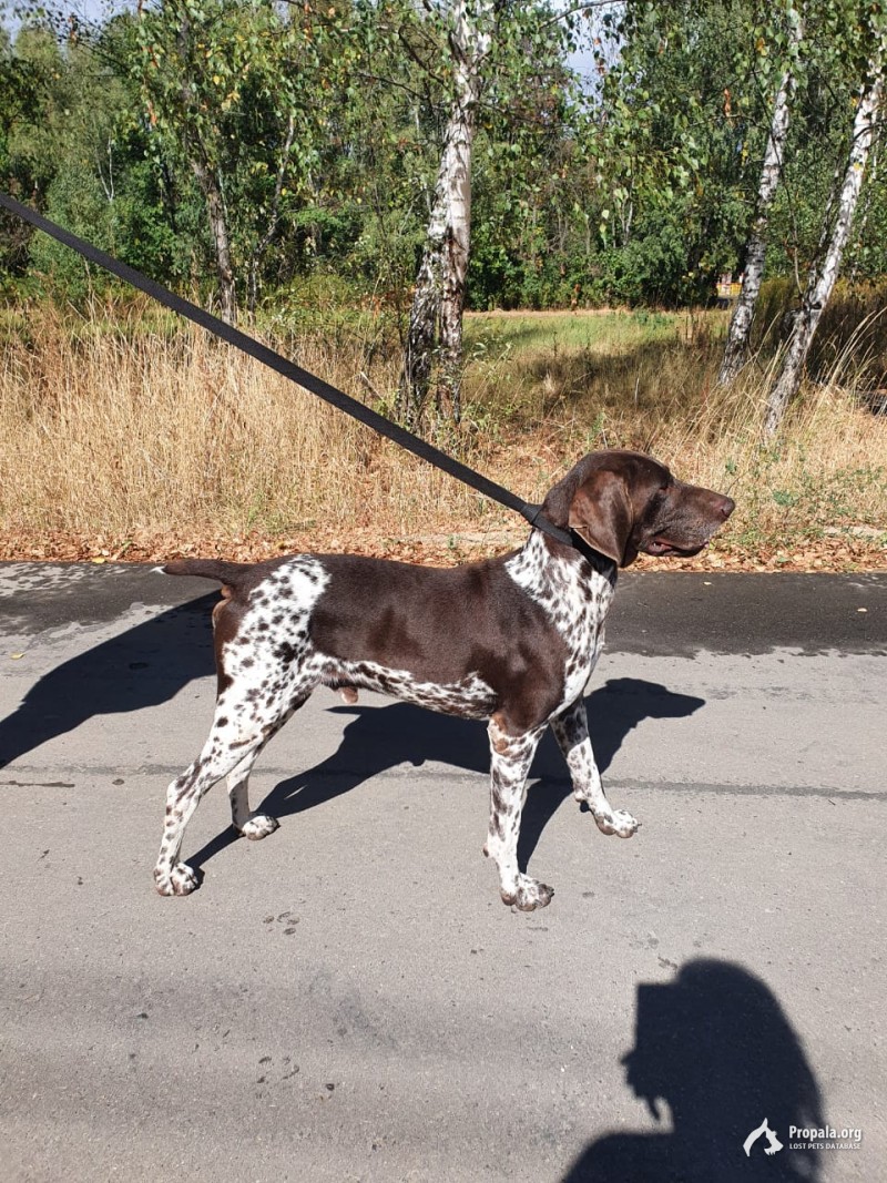 Курцхар легавая найдена 02.09.2022