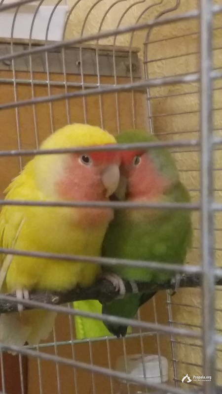 ПОТЕРЯЛСЯ Розовощекий Неразлучник