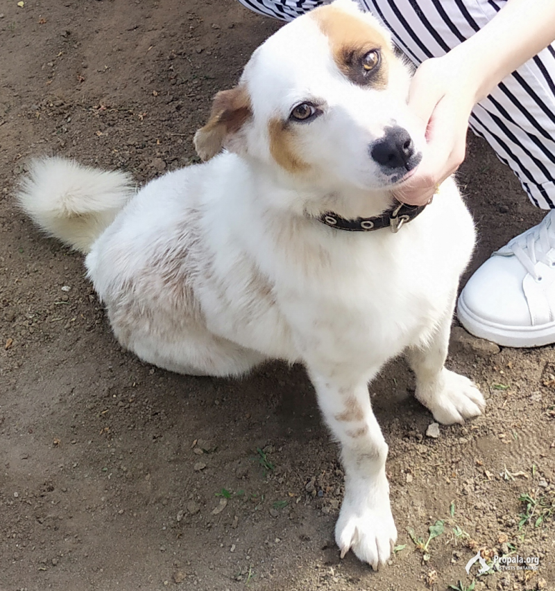 Пропала собака "Бим"