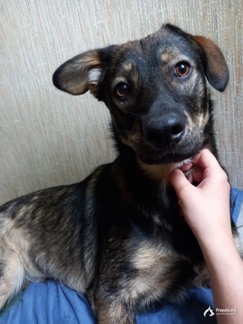 ПРОПАЛА СОБАКА