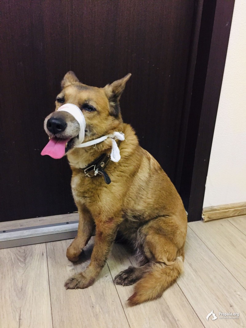 Найдена собака на Новорижском шоссе