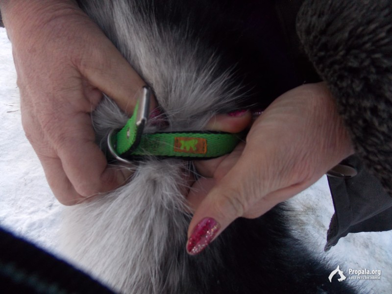 Найден щенок хаски!