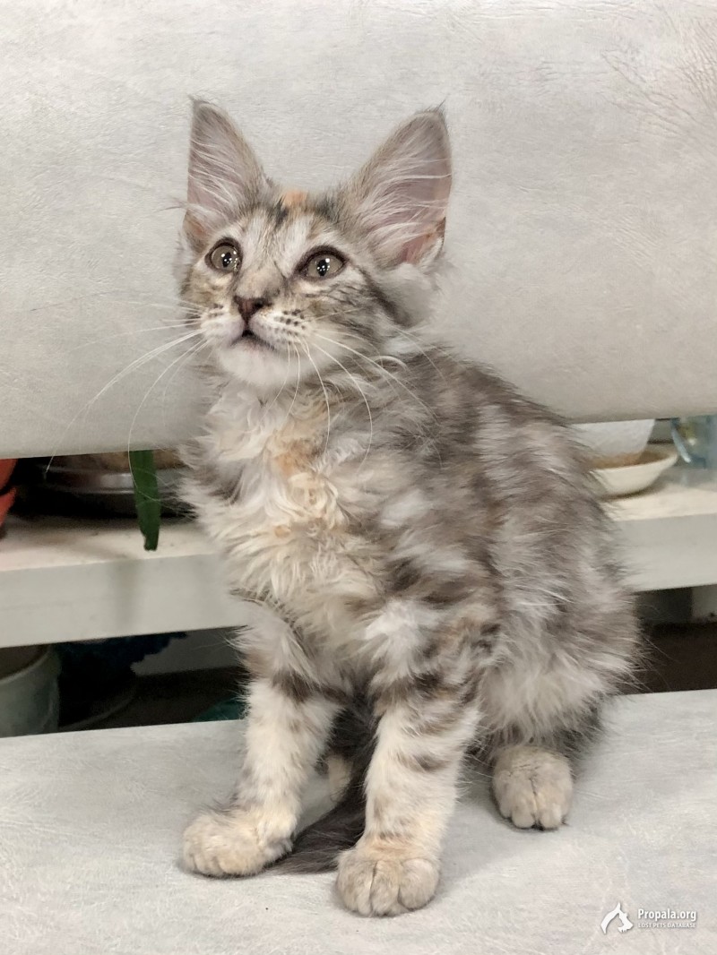 Найдена кошка