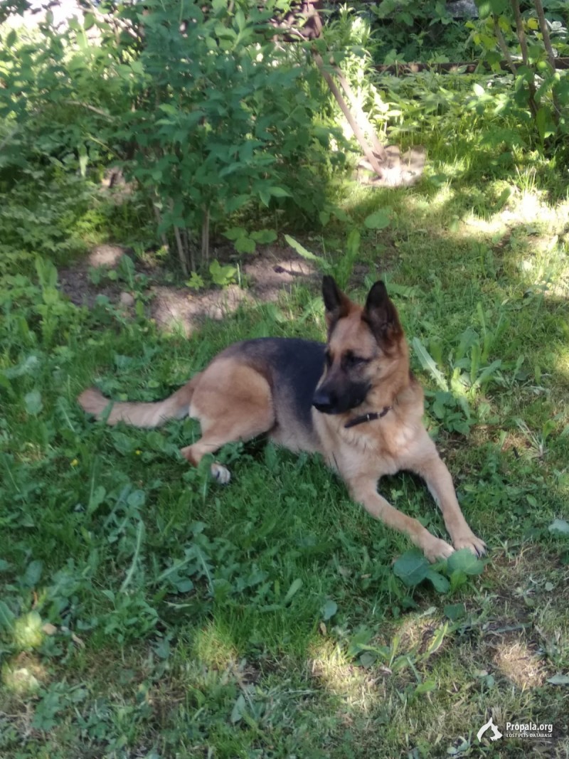 Пропала немецкая овчарка!!! МО, Ступинский р-н