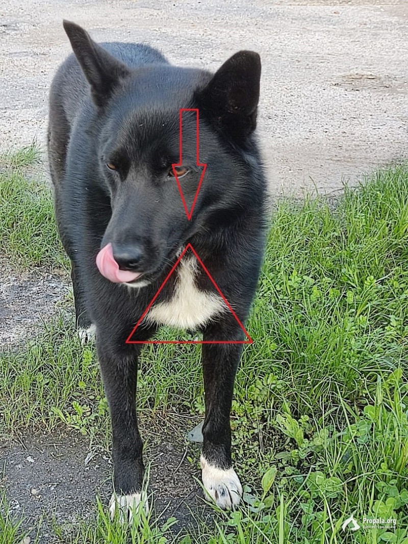 Потерялся Лайк!
