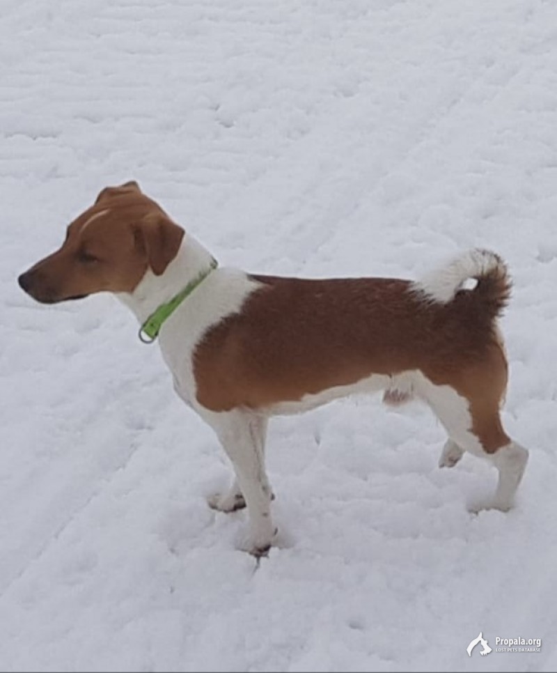 Пропал джек-рассел