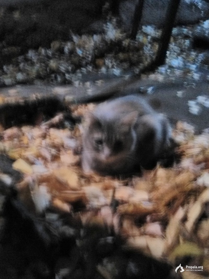 пропала кошка