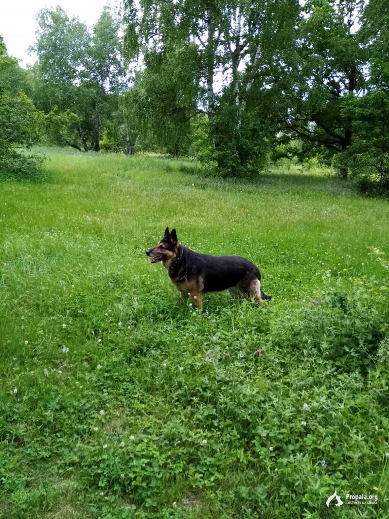 пропала собака