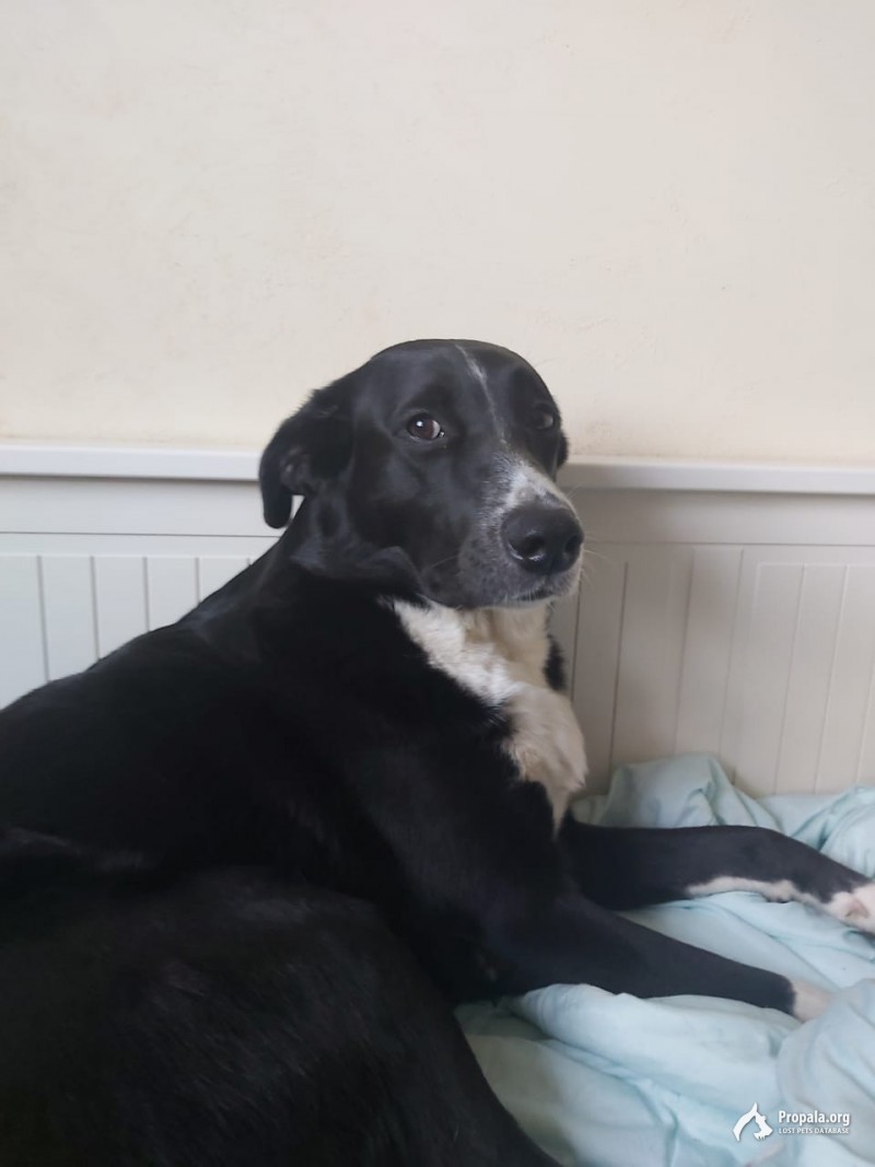 Убежала собака