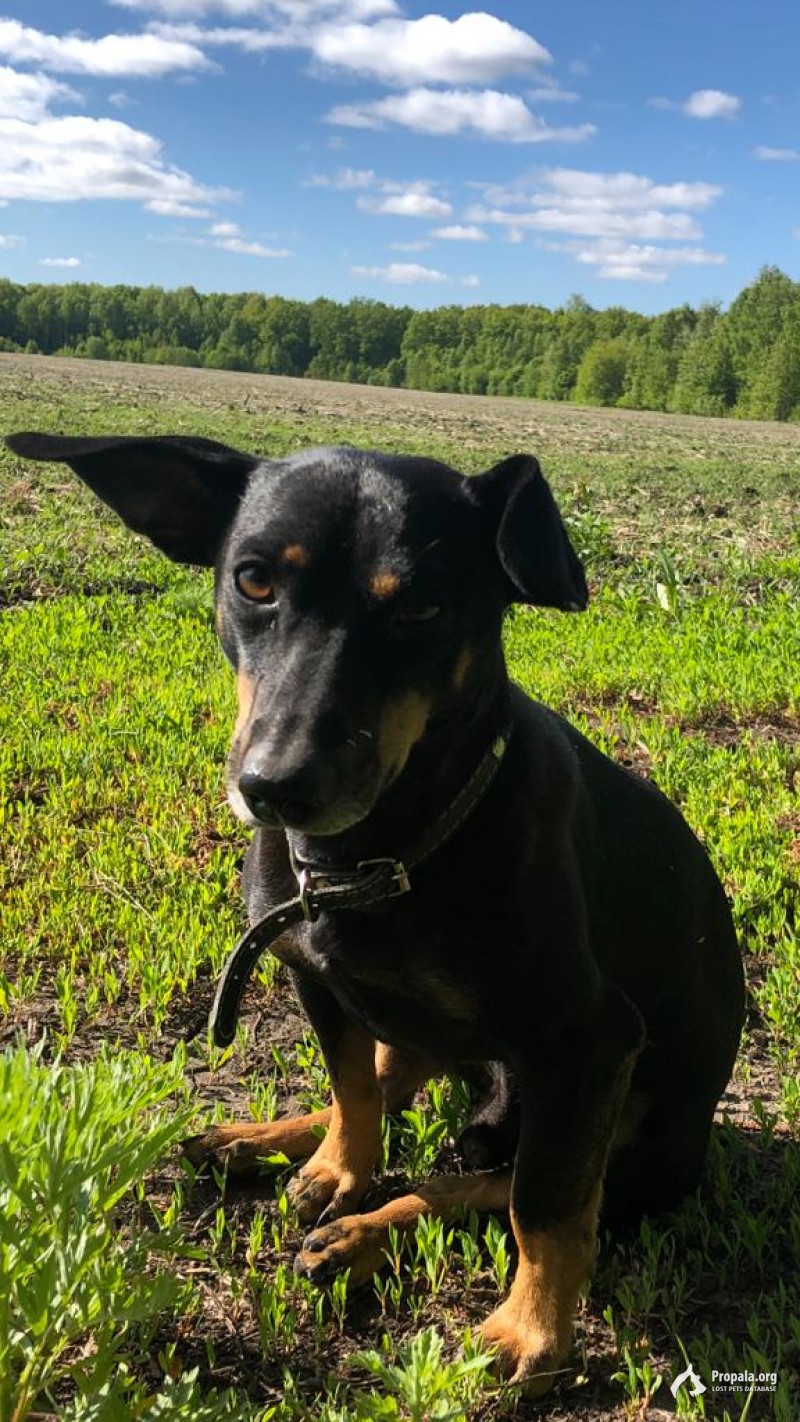 Пропала собака